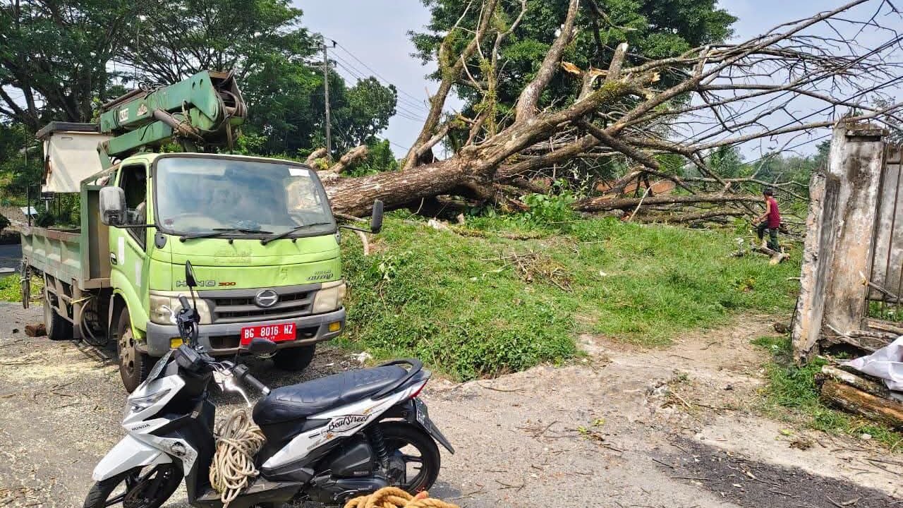 DLH Lubuk Linggau Tebang Pohon Tua di Simpang Kenanga I Pasar Satelit, Warga Apresiasi Langkah Cepat